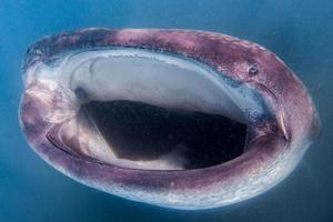 balena squalo vicino su subacqueo ritratto mangiare plancton foto