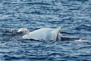 pinna balena in via di estinzione specie raro per vedere secondo maggiore animale nel il mondo foto