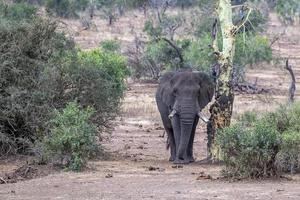 elefante nel kruger parco Sud Africa In arrivo per voi foto