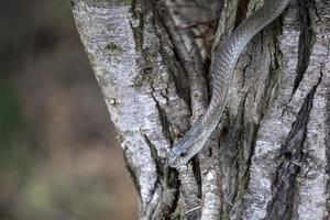 nero mamba serpente Sud Africa vicino su foto