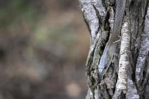 nero mamba serpente Sud Africa vicino su foto