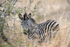 neonato bambino zebra nel kruger parco Sud Africa foto