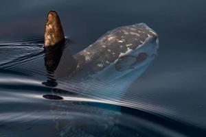 sole pesce al di fuori acqua mentre mangiare Medusa foto