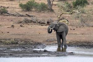 elefante potabile a il piscina nel kruger parco Sud Africa foto