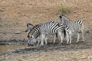 zebra gruppo potabile a il piscina nel kruger parco Sud Africa foto