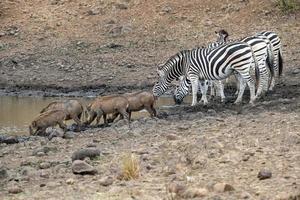 zebra e Facocero a il piscina nel kruger parco Sud Africa foto