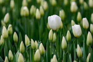 tulipano fiorire su verde sfondo foto