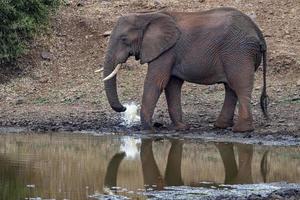 elefante potabile a il piscina nel kruger parco Sud Africa foto