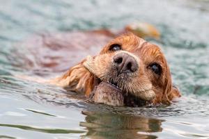 cucciolo giovane cane inglese cocker spaniel il acqua foto