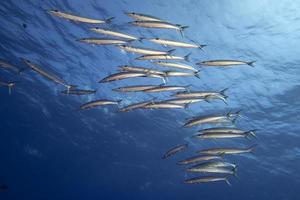 Barracuda scuola di pesce esca palla foto