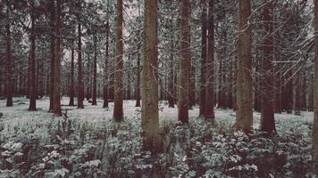 alto alberi nel neve caps e nel nebbia foto