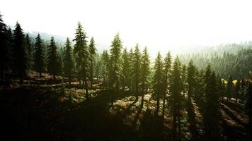paesaggio nebbioso della foresta di montagna al mattino foto