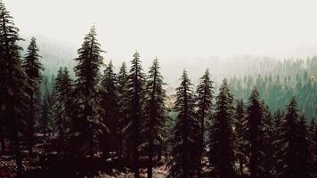 paesaggio nebbioso della foresta di montagna al mattino foto