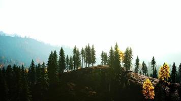 nebbia coperto alberi nel il montagne foto