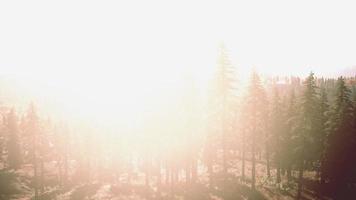 colorato tramonto o Alba nel montagne con pino foresta e nebbia foto