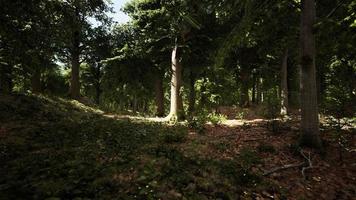 il sole irradia attraverso i rami degli alberi spessi in una fitta foresta verde foto