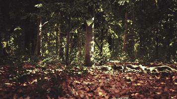 luce che risplende nella natura foto