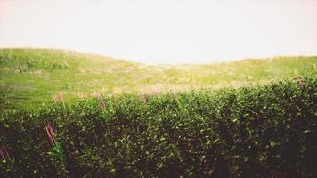 paesaggio Visualizza di verde erba su pendenza a Alba foto