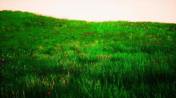 verde erba paesaggio con colline e blu cielo foto