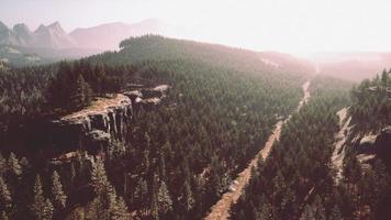 foresta di abeti in una giornata nebbiosa foto