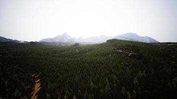 foresta di pino nel il montagne foto