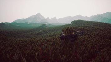 foresta di abeti in una giornata nebbiosa foto