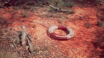 vita squillare boa nel deserto spiaggia foto