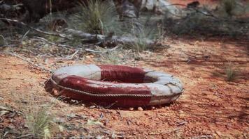 vita squillare boa nel deserto spiaggia foto