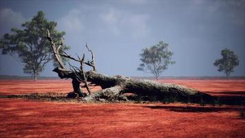 acacia alberi nel il masai mara foto
