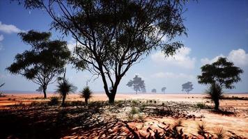 africano paesaggio con un' acacia alberi foto
