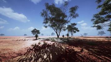 grande acacia alberi nel il Aperto savana pianure di namibia foto