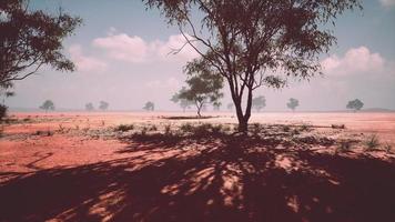 africano paesaggio con un' acacia alberi foto