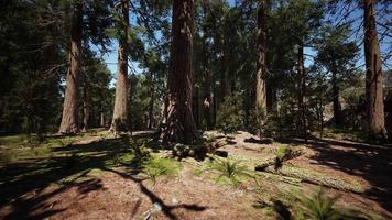 sequoie giganti nel boschetto gigante della foresta nel parco nazionale delle sequoie foto