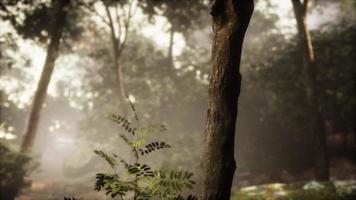 soleggiato foresta presto nel il mattina foto