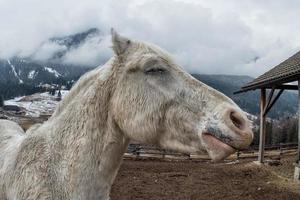 pazzo bianca cavallo foto