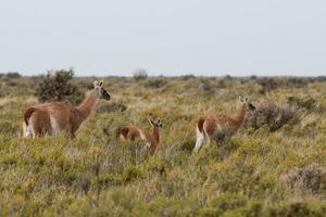 guanaco ritratto nel argentina patagonia foto