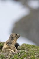 ritratto di marmotta mentre ti guarda foto