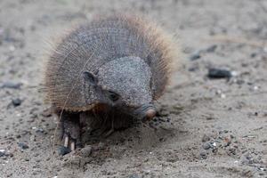 sud America armadillo vicino su ritratto foto