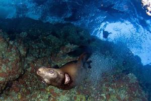 immersione con mare leoni nel cortez mare foto