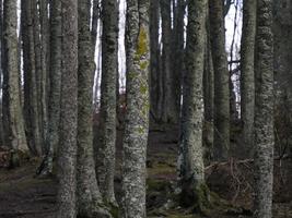 faggio foresta con un' molto vecchio albero nel calamone ventasso lago Italia foto