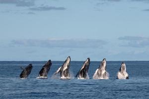 sequenza di gobbo balena vitello varco nel polinesia foto