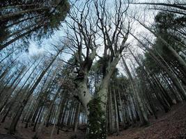 faggio foresta con un' molto vecchio albero nel calamone ventasso lago Italia foto