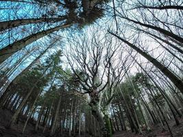 faggio foresta con un' molto vecchio albero nel calamone ventasso lago Italia foto