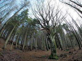 faggio foresta con un' molto vecchio albero nel calamone ventasso lago Italia foto