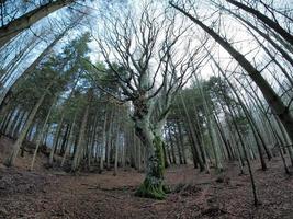 faggio foresta con un' molto vecchio albero nel calamone ventasso lago Italia foto