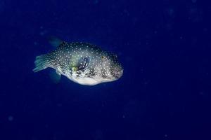 puffer pesce nero bianca macchiato vicino su foto