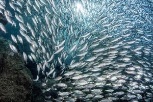 sardina scuola di pesce subacqueo foto