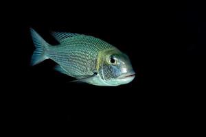 colorato cernia pesce isolato su nero foto