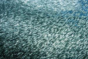 sardina scuola di pesce subacqueo foto