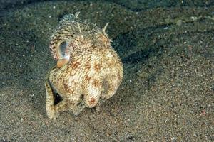 Noce di cocco polpo subacqueo ritratto nascondiglio nel sabbia foto